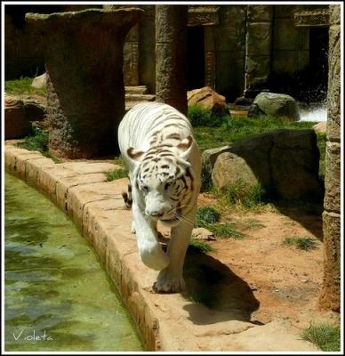 India: cayó un muro y la tigresa quedó libre