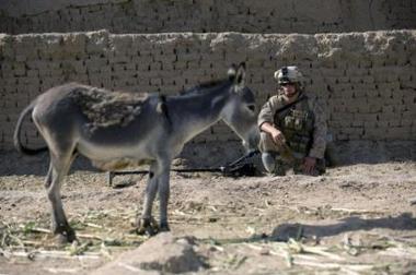3.000 burros para llevar papeletas de votación en Afganistán