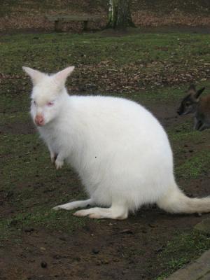 Un inusual canguro albino nace en un zoo de Chipre