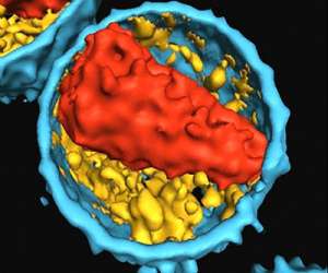 Descrifan estructura del genoma del virus del sida
