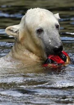 Knut, el célebre oso polar de Berlín, tendrá una novia italiana