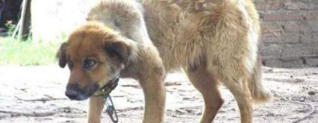 Muere ´Chiquito´, el único perro preso de Argentina