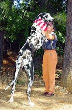 Gibson, el perro más alto del mundo, muere de cáncer