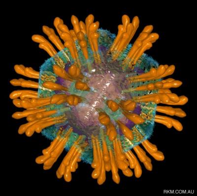 Identifican variantes genéticas que predicen respuesta al tratamiento de la hepatitis C