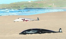 Uruguay: Varios delfines tropicales murieron en Punta Negra