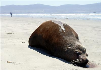 Centenares de lobos marinos aparecen muertos en Chile