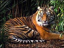 Matan un tigre en vías de extinción y lo descuartizan