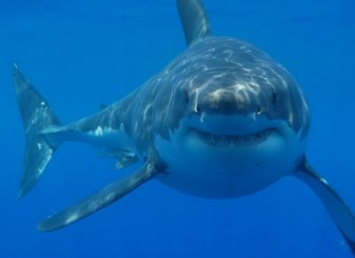 Desalojan tres playas cerca de Barcelona por la presencia de un tiburón a 100 metros de la orilla