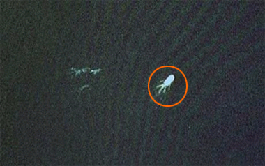 Capturan imagen del legendario 'monstruo del Lago Ness'