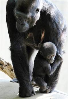 ¡Mimosas!...Las gorilas del zoo de Londres se emocionan con las fotos de su nuevo compañero