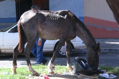 Montevideo: Lo mató por un caballo de tiro