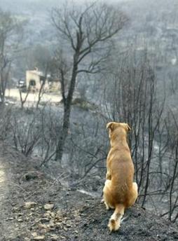 Un perro ayuda a su amo a escapar del incendio de su vivienda en Chile