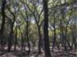 Ex agresores sexuales obligados a acampar en bosque de Atlanta
