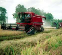 Uruguay: la prensa aplaude el "boom" de la soja, uno de los cultivos más destructivos de los campos