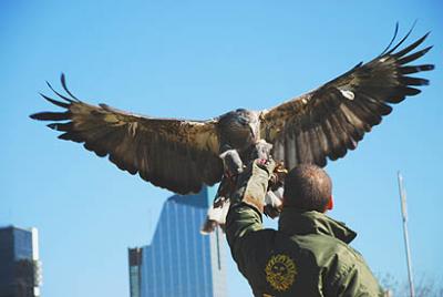 Zoológico de Buenos Aires libera a tres águilas coronadas