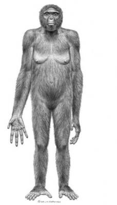 El antepasado más antiguo del hombre no era como los monos actuales