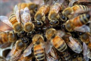 Ataque de abejas provoca accidente mortal en Brasil
