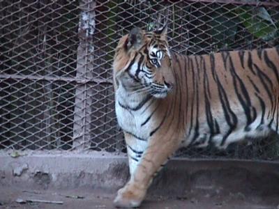 Un tigre ataca a un intruso en un zoológico canadiense