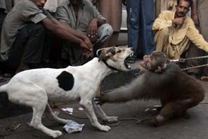 Feroz lucha entre un perro y un mono