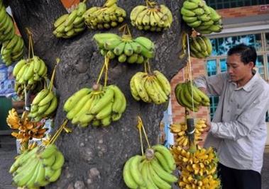 Bananas demasiado maduras delatan una carga de marihuana en México