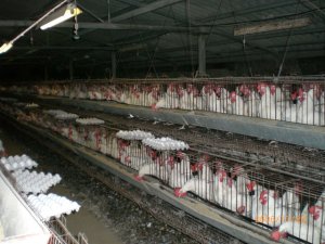 España: sacrifican 400 mil gallinas por miedo a un brote de gripe aviar