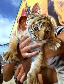 Portugal prohíbe a los circos la compra y reproducción de animales salvajes