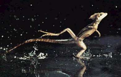 Filman por primera vez al lagarto conocido como 'Jesucristo'' caminando sobre el agua sin mojarse