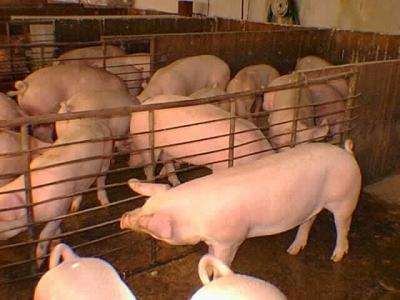 Cerdos con gripe porcina en EEUU