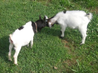 Boston: usan cabras para jardinería y ahorran dólares