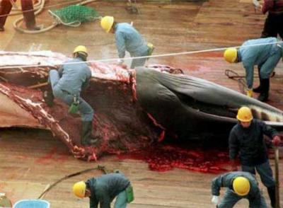 Japón sigue capturando ballenas