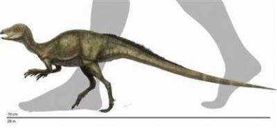 Un museo exhibe por primera vez los restos de un minidinosaurio