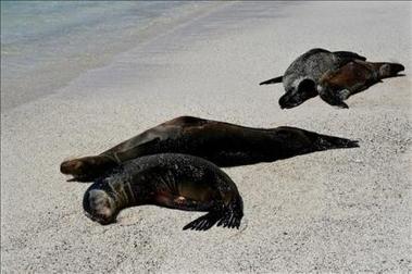 Misteriosa muerte de 289 lobos marinos en Perú