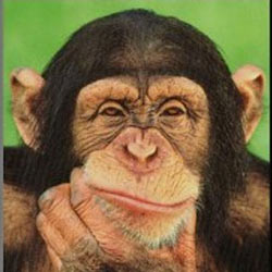 Hallan gen decisivo en la evolución del habla que nos diferencia de los chimpancés