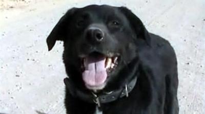 El Ejercito australiano recupera a su perro labrador perdido hace 14 meses en Afganistán