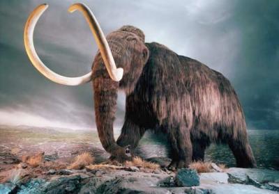 Estiércol fósil revela detalles de la desaparicion de mamuts, castores gigantes y mastodontes