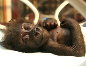 Construyen santuario para gorilas bebés en el Congo