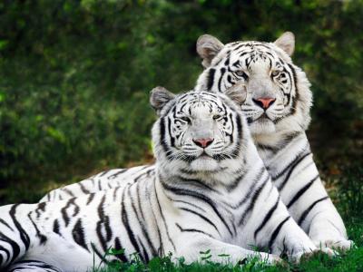 Nacerán 100 tigres siberianos