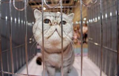 Secuestran 800 gatos para evitar que acabaran en los platos de un restaurante en China