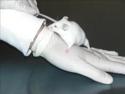 Esperanza: Crean un implante que actúa como vacuna y elimina los tumores cancerosos en los ratones