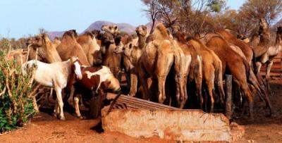 Matarán a 6.000 camellos salvajes desde helicópteros en Australia