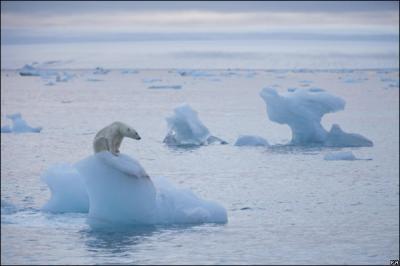 Hielo del Artico ya no soporta peso de osos