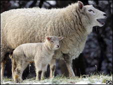 Buscan ovejas "verdes" que eructen menos
