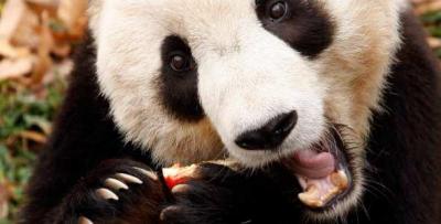 Panda gigante es la esperanza de la conservación de su especie