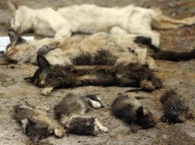 Chile: falso veterinario mata cientos de animales en Sociedad Protectora