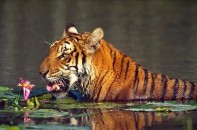12 años de cárcel para un chino por matar a un tigre en reserva natural