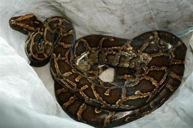 Una serpiente pitón se enreda en un brazo del ladrón y le impide robarla