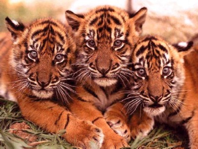 Los tres tigres fugados volvieron al circo en México