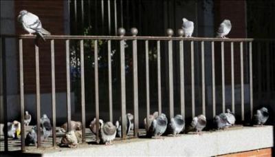 En España multan con 3.756 euros a una mujer por alimentar palomas