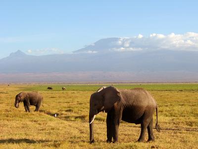 Una turista de EEUU y su hija de ocho años mueren tras ser embestidas por un elefante