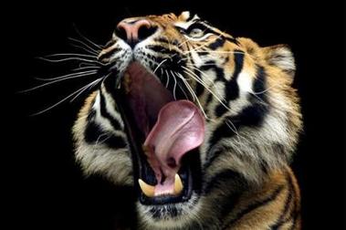 Graban por primera vez en libertad al amenazado tigre de Sumatra